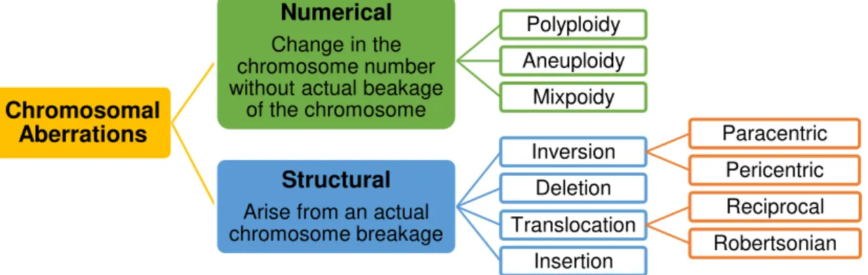 Figure 1.1 – Classification of Chromosomal Aberrations.