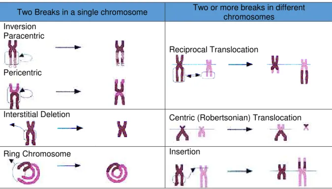 Table 1.1 summarizes and illustrates the different types of structural chromosomal aberrations