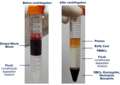Figure 4.1 – Representation of Ficoll Gradient before and after centrifugation, for isolation of PBMCs to obtain LCLs