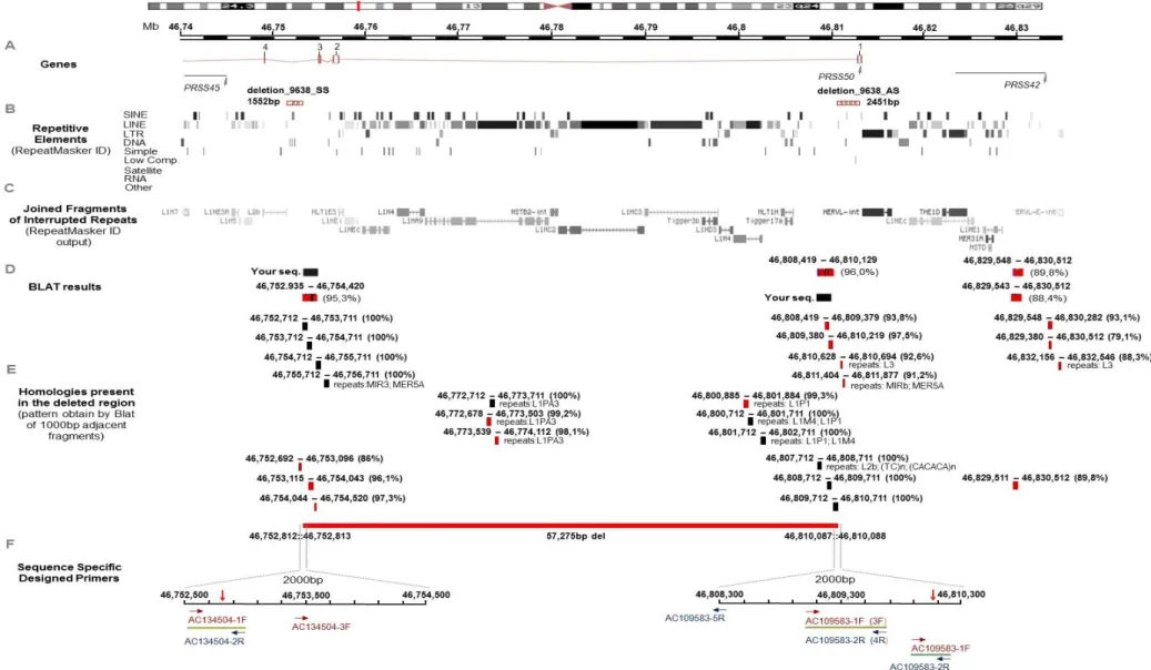 Figure 4.2 – Overview of the genomic region deleted on chromosome 3. In this scheme is possible to observe the summary of the analysis carried out in order to position the  primers in locations favourable to PCR amplification, of control and junction fragm