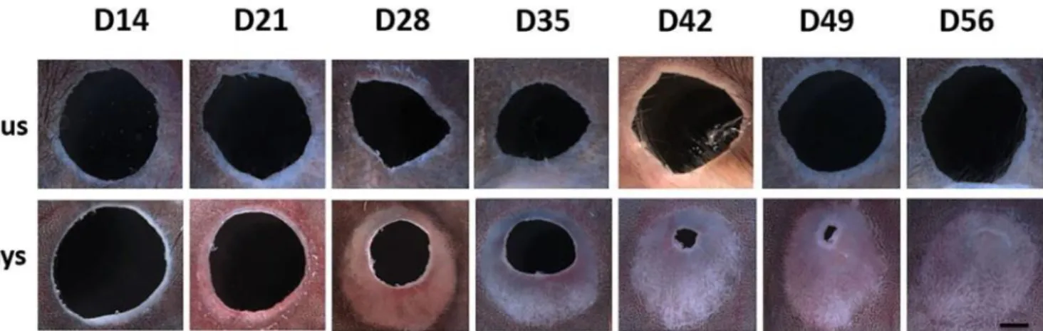Figure 1.  Ear Hole Closure Timeline for A. cahirinus vs. Mus musculus: response to 4 mm full  thickness ear wounds at weekly intervals between day 14 and 56 (220x, scale bar 1 mm;  distal-proximal axis shown vertically with distal at top and distal-proxim