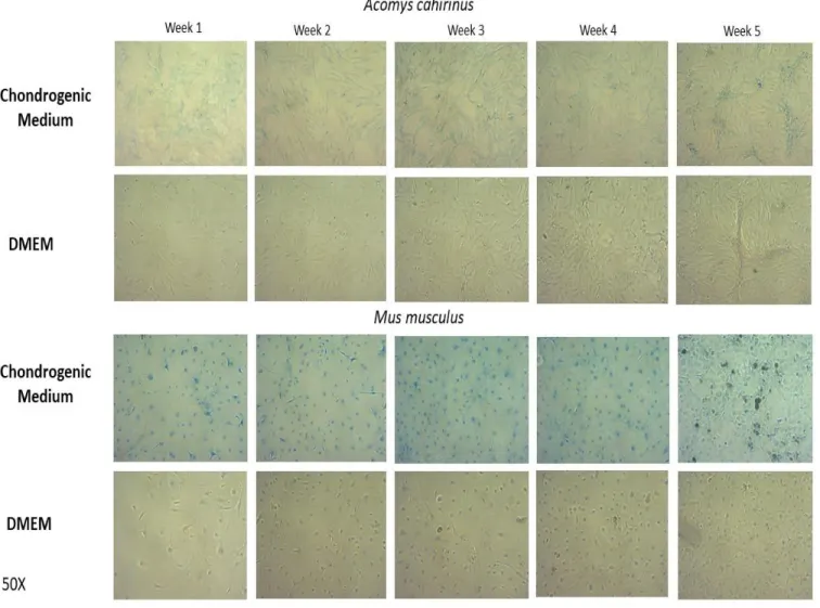 Figure 3. Comparison of chondrogenesis in ear cells of Acomys vs Mus, from week 1 until  through week 5, cultured with in CIM vs