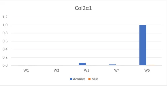 Figure 6. Relative Quantity (ΔCq) analysis for Col2α1 in  Acomys and Mus Chondrogenic Cell  Cultures (W1: 7 days; W2: 14 days; W3: 21 days; W4: 28 days; W5: 35 days) 