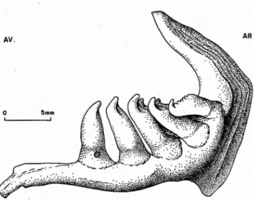 Figure 1 - Vue interne d'un os pharyngien droit de Leuciscus cephalus (L.).
