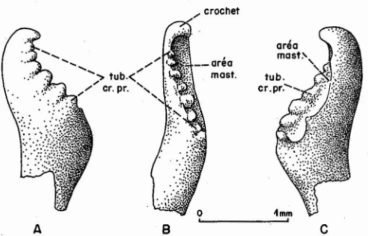 Figure 2 - Vue supérieure de la série dentaire pharyng ienne dro ite de Leuciscus cephalus (1.) aréa mast.: aréa masticatrice ; coll.: collet; tub