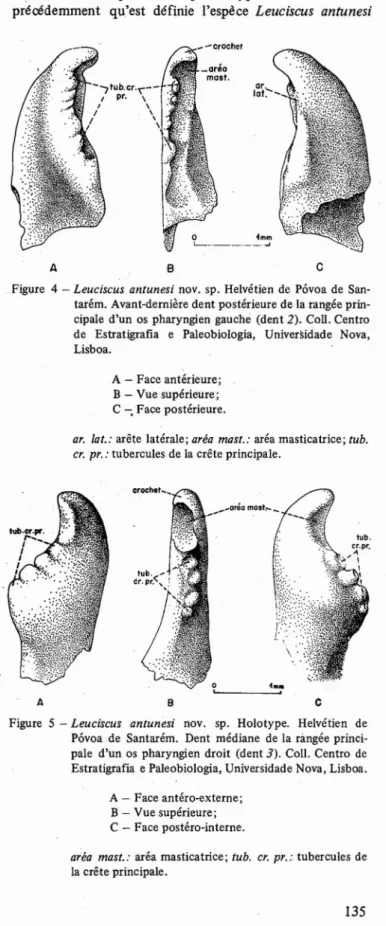 Figure 4 - Leuciscus antunesi nov. sp. Helvétien de P6voa de San- San-tarém. Avant-dernière dent postérieure de la rangée  prin-cipale d'un os pharyngien gauche (dent 2)