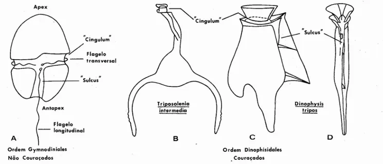 Figura 1 - Morfologia de dinoflagelados : A - Nâo couraçados, B-D - Couraçados . (Segundo EVITI, 1969 in CHÂTEAUNEUF e REYRE