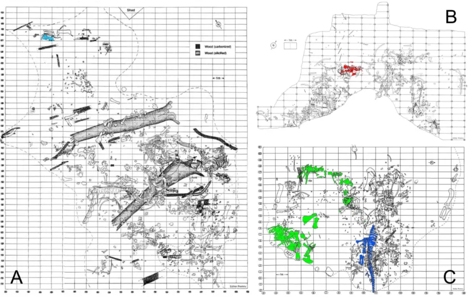 Figure  1.3:  Quarry  maps  of  the  Howe-Stephens  Quarry  (a),  Howe  Quarry  (b),  and  the  Howe-Scott  Quarry  (c),  highlighting  the  specimens  included  in  the  phylogenetic  analysis (A, light blue: SMA 0009; B, red: SMA 0004; C, green: SMA 0011