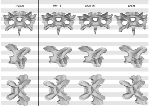 Figure  2.11:  Original,  deformed  (using  shear),  and  retrodeformed  models  of  a  cervical  vertebra  of  Raphus  cucullatus (DNSM Ornithology 2366) in anterior (top), right lateral (center), and dorsal (bottom) view