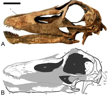 Figure 3.4: A, Photograph and B, drawing of the reconstructed skull of the holotype of Kaatedocus siberi (SMA  0004)  in  left  lateral  view