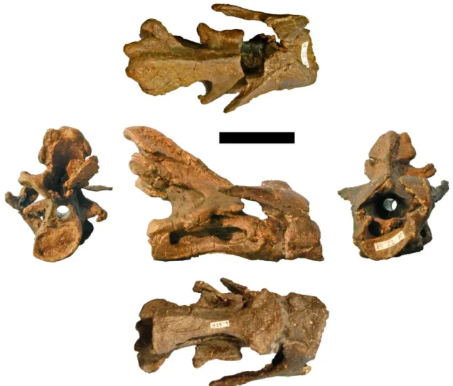 Figure 3.8: Photographs of the atlas-axis complex of the holotype of Kaatedocus siberi (SMA 0004; assignment  of  axis  uncertain,  see  text)  in  posterior  (left),  dorsal  (top),  right  lateral  (center),  ventral  (bottom),  and  anterior  (right) vi