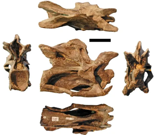 Figure 3.11: Photographs of CV 4 of the holotype of Kaatedocus siberi (SMA 0004) in posterior (left), dorsal  (top), right lateral (center), ventral (bottom), and anterior (right) views