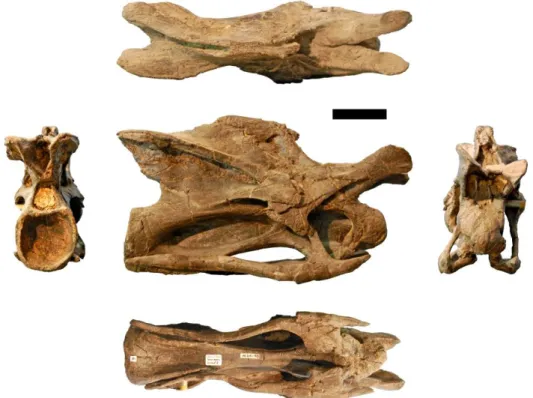 Figure  3.14: Photographs  of  CV  6  of  the  holotype  of  Kaatedocus  siberi (SMA  0004)  in  posterior  (left),  dorsal  (top), right lateral (center), ventral (bottom), and anterior (right) views