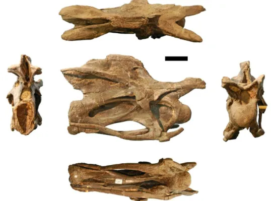 Figure  3.15: Photographs  of  CV  7  of  the  holotype  of  Kaatedocus  siberi (SMA  0004)  in  posterior  (left),  dorsal  (top), right lateral (center), ventral (bottom), and anterior (right) views