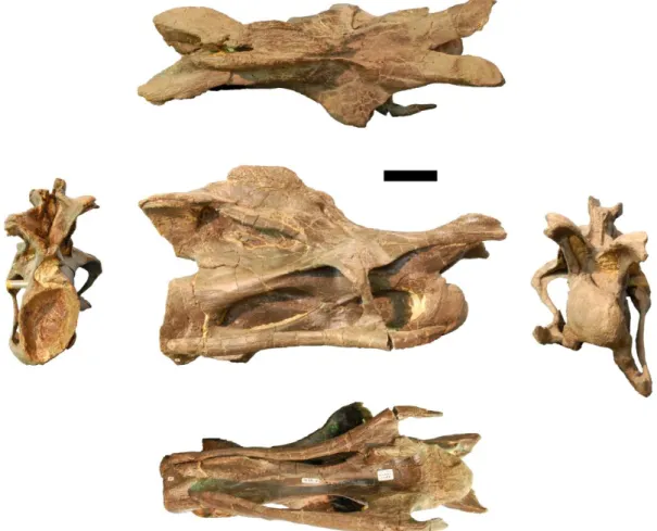 Figure  3.16: Photographs  of  CV  8  of  the  holotype  of  Kaatedocus  siberi (SMA  0004)  in  posterior  (left),  dorsal  (top), right lateral (center), ventral (bottom), and anterior (right) views