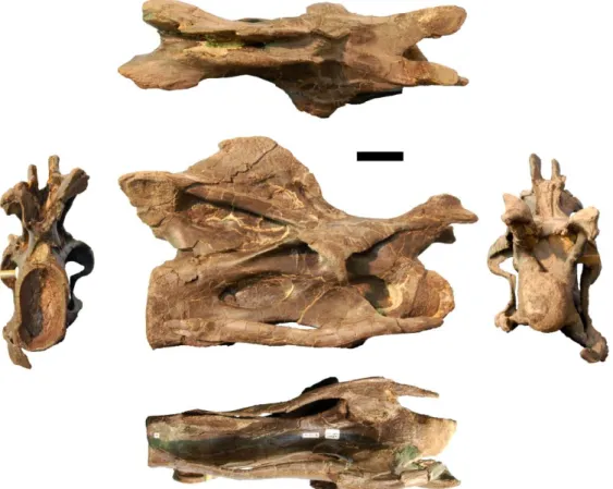 Figure  3.17: Photographs  of  CV  9  of  the  holotype  of  Kaatedocus  siberi (SMA  0004)  in  posterior  (left),  dorsal  (top), right lateral (center), ventral (bottom), and anterior (right) views