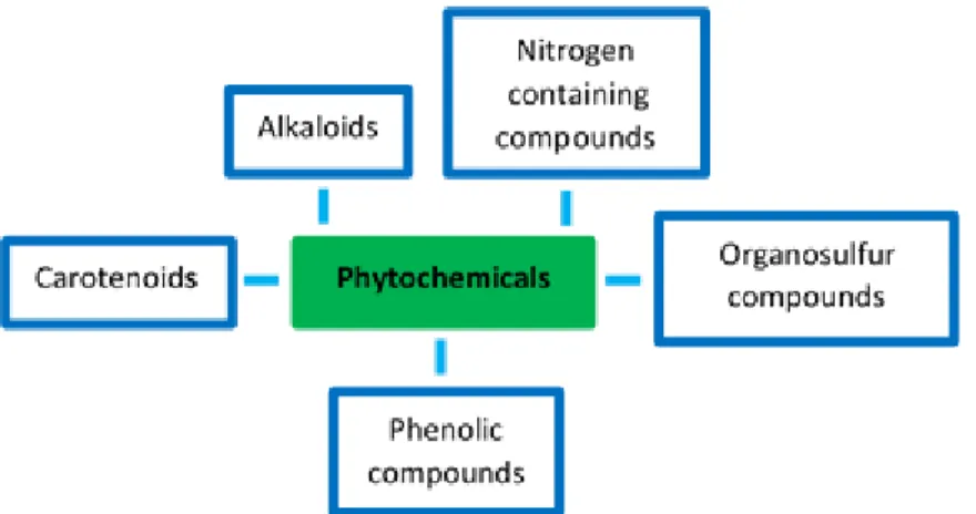 Figure 2 – The main classes of phytochemicals. 
