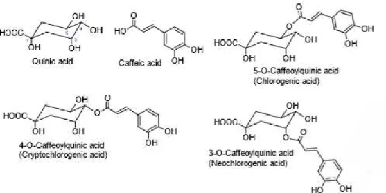 Figure  4  –  Structures  and  nomenclature  of  the  common  mono-caffeoylquinic  acids  and  their  building blocks, quinic acid and caffeic acid (trivial names in brackets) (from [126])