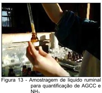 Figura  13  G  Amostragem  de  liquido  ruminal  para quantificação de AGCC e  NH 3 