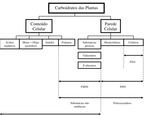 Figura 1 - Carboidratos das plantas. FDA = Fibra em detergente ácido, FDN =  fibra em detergente neutro, CSDN = carboidratos solúveis em  detergente neutro, FSDN = fibra solúvel em detergente neutro,  Açúcares = mono e oligossacarídeos