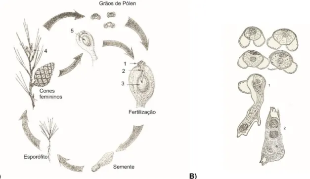 Figura 4.5: A) Ciclo de vida das gimnospérmicas: 1 - Grão de pólen; 2 - Tubo polínico; 3 - Oosfera; 4 - Cones masculinos; 