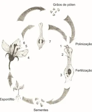 Figura 4.6: Ciclo de vida de uma angiospérmica. 1 - Grão de pólen; 2 - Tubo polínico; 3 - Oosfera; 