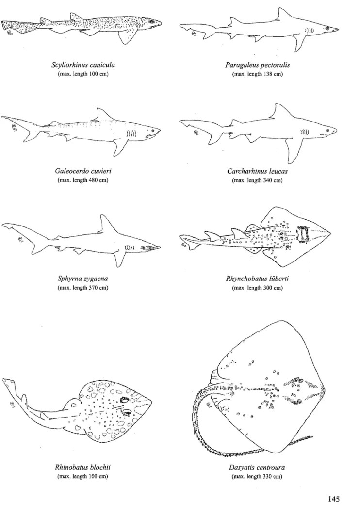 Fig. 3. Sharks and Rays: some extant representatives of genera identified from the levels with mammals (see Fig