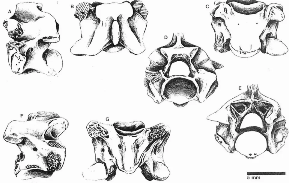 Fig, 1 - Twc vertebree (A- E an d F-G) of cf. Bavarioboa sp. from Q uinta des Peor etras