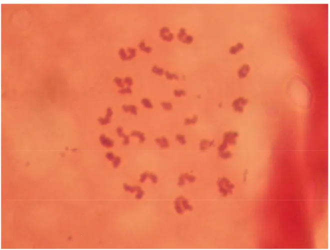 Figura 2. Morfologia dos cromossomos de ovócito em MII não tratado.  