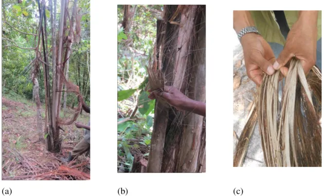 Figura 11: ‘Tirador’ puxando a ‘capa’ (a), detalhes do ‘toco’ ainda na planta (b) e detalhes  da ‘capa’ de fibra bruta já extraída, onde a parte mais clara corresponde a ‘fita’ e a mais 