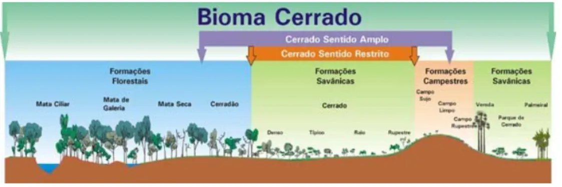 Figura 3 - Tipos de vegetação do bioma Cerrado - Fonte: EMBRAPA (2017) 