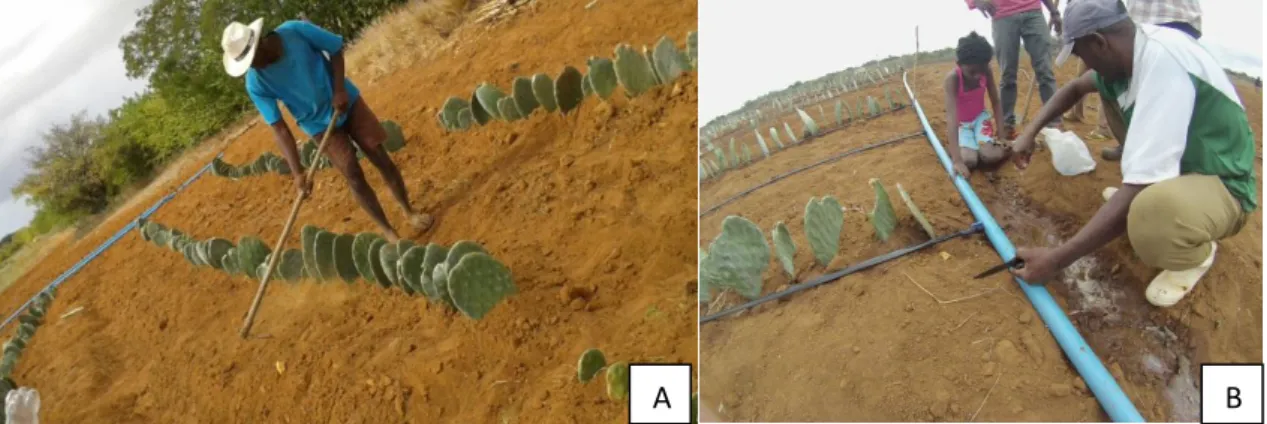 Figura 15 - A: Plantio das espécies de palma forrageira, à esquerda; e B: Instalação do  sistema de irrigação em Julho de 2015, à direita