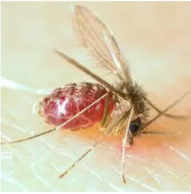 Figura 04 Mosquito do gênero: Lutzomyia  (Fonte:htt:/:/www.qnint.sbq.org.br;  Acesso: 20/12/2012) 
