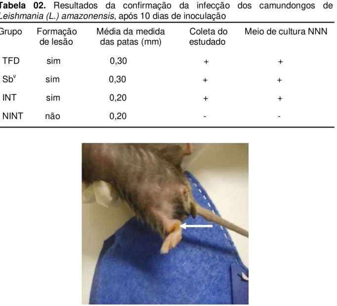 Tabela  02.  Resultados  da  confirmação  da  infecção  dos  camundongos  de  Leishmania (L.) amazonensis, após 10 dias de inoculação 