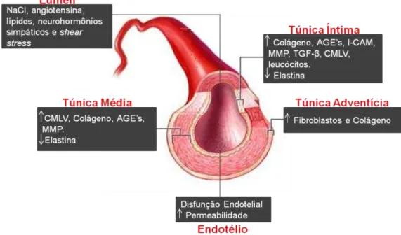 Figura 1- Desenho esquemático referente aos principais efetores do processo de rigidez arterial  (Adaptado  de  Zieman  et  al