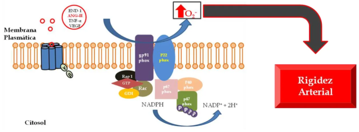 Figura  3-  Desenho  esquemático  que  sugere  a  hipótese  da  possível  interação  do  sistema  NADPH oxidase com o fenótipo de rigidez arterial