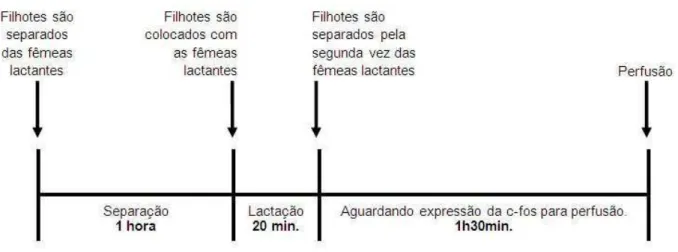 Figura 2 – Delineamento experimental