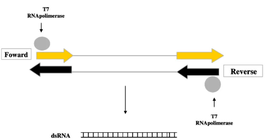 Figura  1.  Desenho  esquemático  do  processo  de  transcrição  in  vitro dos genes alvo utilizando o kit de transcrição MEGAscript® 