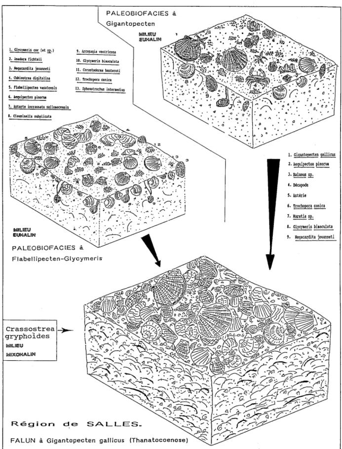 Fig. 7 - Formation du falun à Gigantopeeten ga/lieus dans le bassin de Salles.