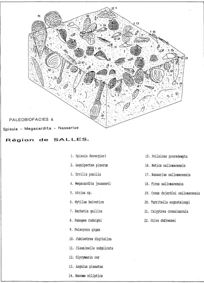 Fig. 8 - Reconstitution d'un paléobiofaciès dans les niveaux sommitaux du bassin de Salles.