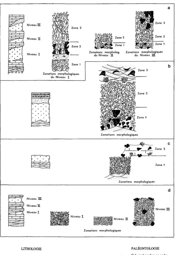 Fig. 2 - Zonations morphologiques dans les affleurements récifaux du golfe de Skoura.