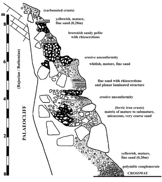 Fig. 5  – Farol Deposit of Cape Mondego.  Stratigraphic section of th e exposure DF2 – Respiradouro