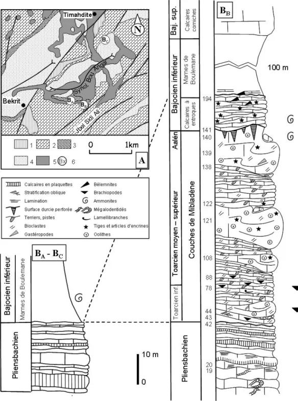 Fig. 2  – Localisation (A) et présentation des coupes levées dans le synclinal de Bou Angar