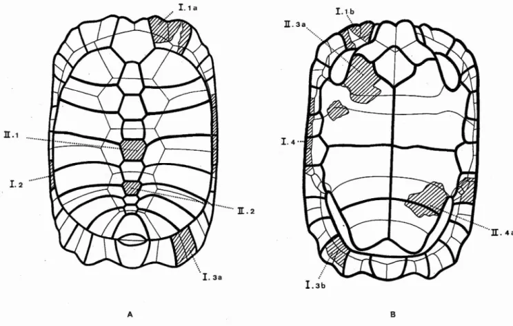 Figure 5 - Position des principaux fragments da la carapace de Naia (? Cheirogaster sp.), en hachuré, sur un schéma théorique de Cheirogaster
