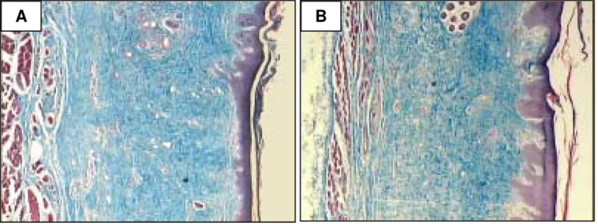 FIGURA 9 - Fotomicrografia corada com Tricrômico de Gomori em secção  longitudinal de pele de coelho após enxerto de pele total para morfometria das  áreas