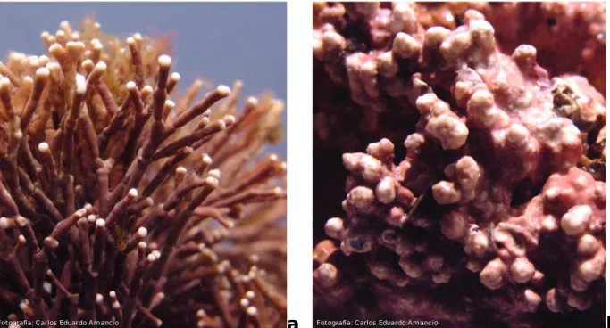Figura 1.8: Detalhe do aspecto morfológico de duas algas coralináceas (Rhodophyta, Corallinaceae)