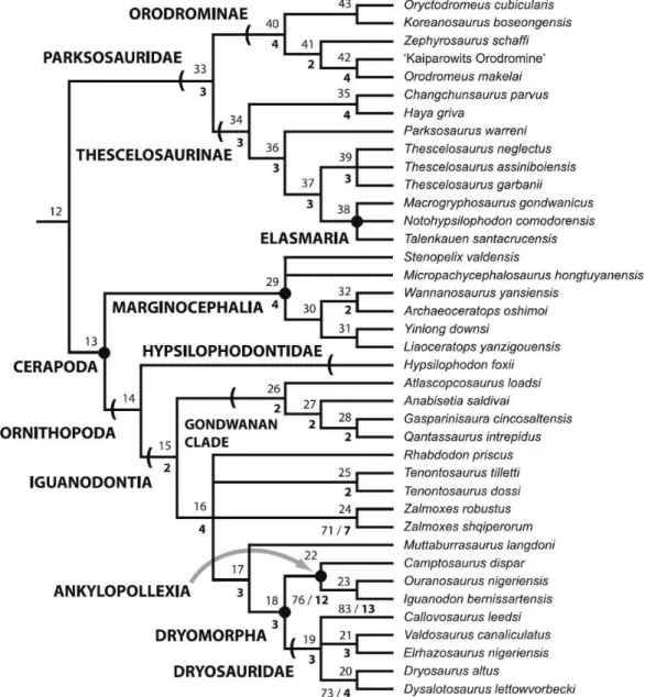 Fig. 1.1.3: Cladogram showing the ornithischian interrelationships recovered by Boyd, 2015