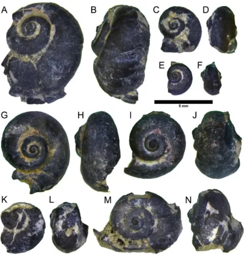 Figure 4.11: AMNH FI 113386 Amplovalvata scabrida specimens a (A, B), b (C, D), c (E, F), d (G, H), e (I, J), f (K, L), and  g (M, N), in apical (A, C, E, I, K, M) and lateral views (B, D, F, H, J, L, N), collected at Dana Quarry.