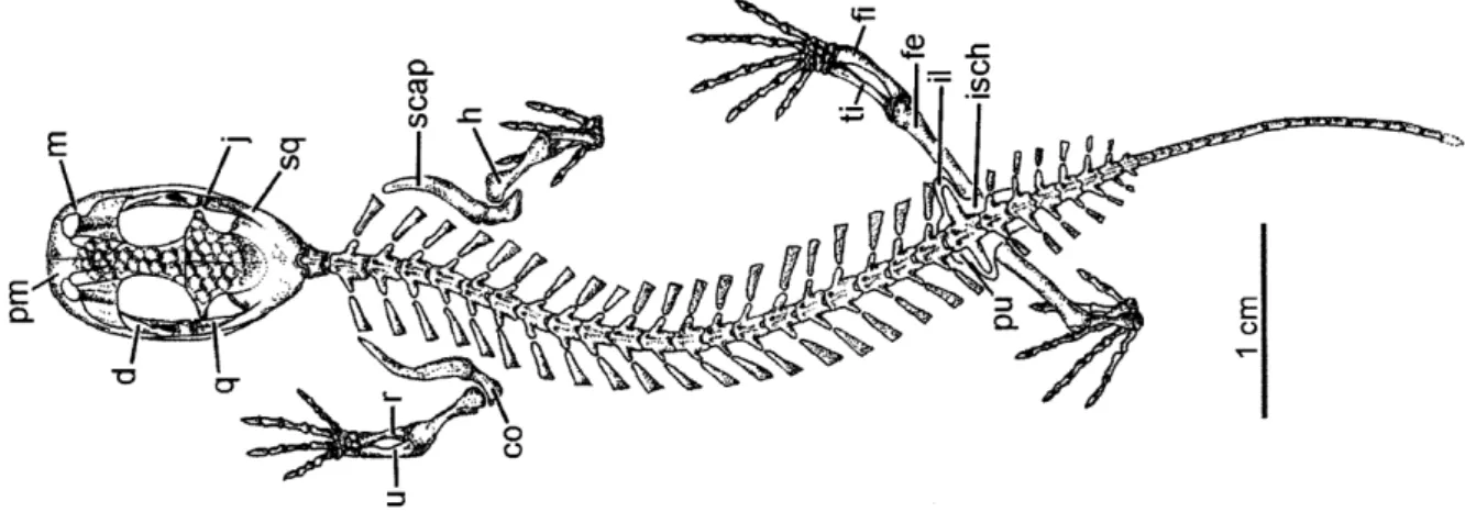 Figure 2: Skeleton of Celtedens megacephalus (from Carroll, 2009). co, coracoid; d, dentary; fe, femora; fi, fibula; 