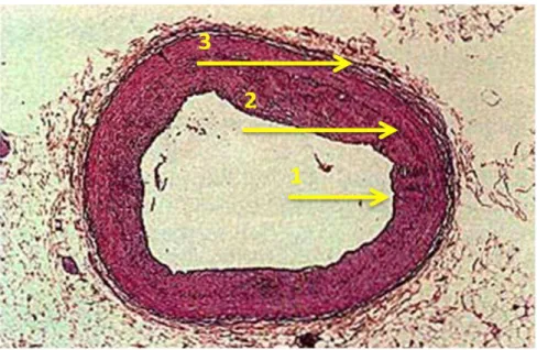 Figura  1.1.  Estrutura  histológica  do  sítio  da  artéria  coronária  humana  em  corte  transversal  (aumento:  40X)  (figura  Access  Excellent) 
